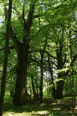 Rimavská Sobota, Kurinec, 7.5.2016
Kurinecká dubina. Bývalý pastevní les.



Klíčová slova: Rimavská Sobota Kurinec Kurinecká dubina