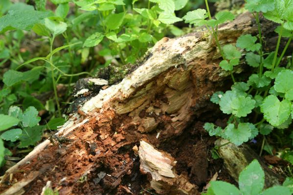 Rimavská Sobota, Kurinec, 7.5.2016
Lužní les.

Mots-clés: Rimavská Sobota Kurinec Aesalus scarabaeoides