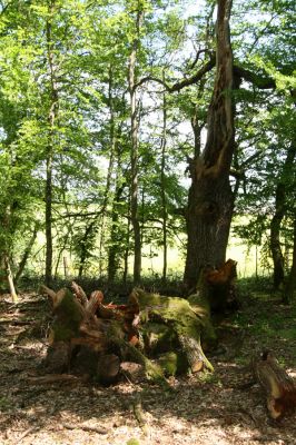 Rimavská Sobota, Kurinec, 7.5.2016
Kurinecká dubina. Bývalý pastevní les.


Schlüsselwörter: Rimavská Sobota Kurinec Kurinecká dubina