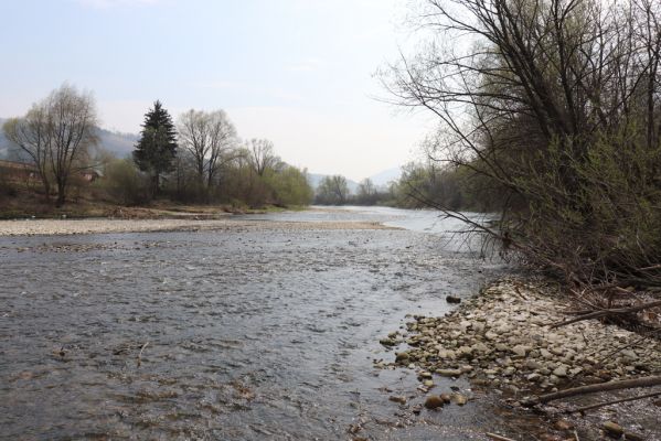 Kysucký Lieskovec, 13.4.2019
Štěrkové náplavy Kysuce.
Keywords: Kysucký Lieskovec Kysuca