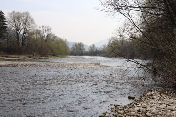 Kysucký Lieskovec, 13.4.2019
Štěrkové náplavy Kysuce.
Klíčová slova: Kysucký Lieskovec Kysuca