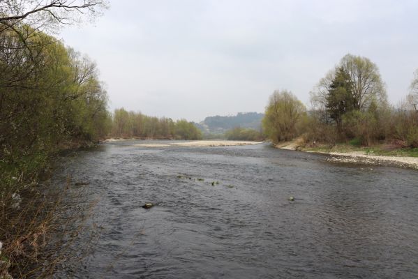 Kysucký Lieskovec, 13.4.2019
Štěrkové náplavy Kysuce.
Klíčová slova: Kysucký Lieskovec Kysuca