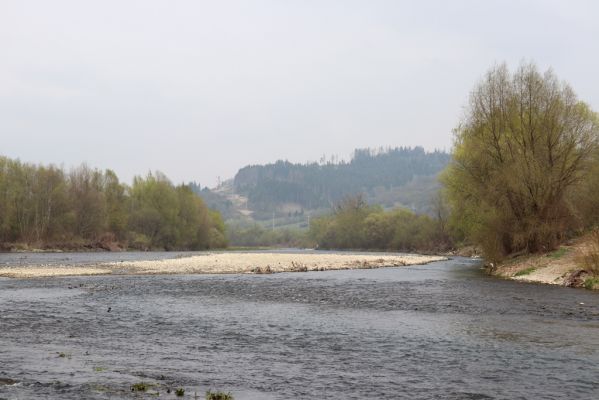 Kysucký Lieskovec, 13.4.2019
Štěrkové náplavy Kysuce.
Mots-clés: Kysucký Lieskovec Kysuca Zorochros dermestoides Adrastus circassicus