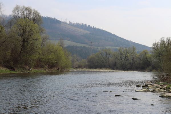 Kysucký Lieskovec, 13.4.2019
Štěrkové náplavy Kysuce.
Klíčová slova: Kysucký Lieskovec Kysuca Adrastus circassicus