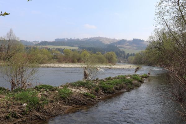 Kysucký Lieskovec, 13.4.2019
Štěrkové náplavy Kysuce.
Keywords: Kysucký Lieskovec Kysuca Zorochros dermestoides Adrastus circassicus