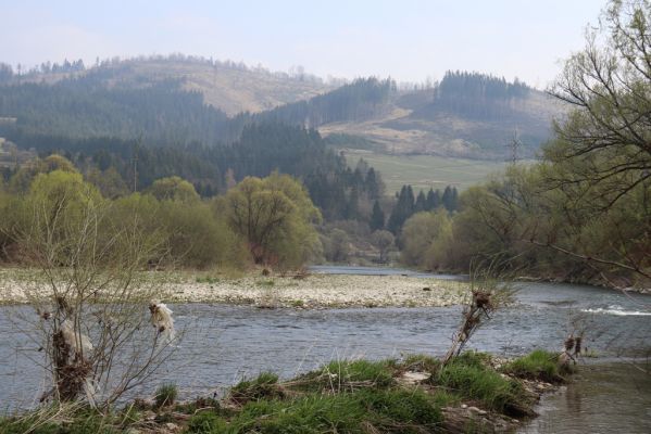 Kysucký Lieskovec, 13.4.2019
Štěrkové náplavy Kysuce.
Mots-clés: Kysucký Lieskovec Kysuca Zorochros dermestoides Adrastus circassicus