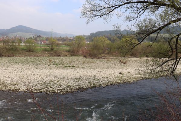 Kysucký Lieskovec, 13.4.2019
Štěrkové náplavy Kysuce.
Mots-clés: Kysucký Lieskovec Kysuca Zorochros dermestoides Adrastus circassicus