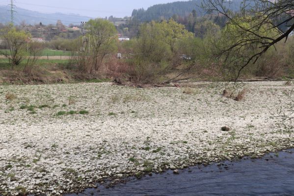 Kysucký Lieskovec, 13.4.2019
Štěrkové náplavy Kysuce.
Klíčová slova: Kysucký Lieskovec Kysuca Zorochros dermestoides Adrastus circassicus