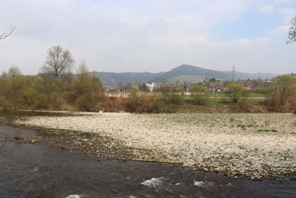 Kysucký Lieskovec, 13.4.2019
Štěrkové náplavy Kysuce.
Keywords: Kysucký Lieskovec Kysuca Zorochros dermestoides Adrastus circassicus