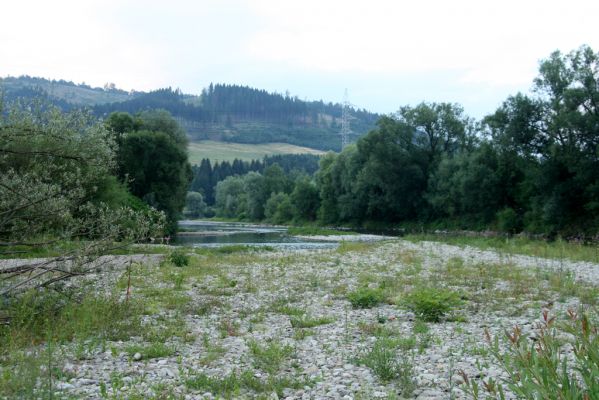 Kysucký Lieskovec, 10.7.2018
Meandry Kysuce - štěrkový náplav.
Keywords: Kysucký Lieskovec řeka Kysuca meandry Adrastus circassicus