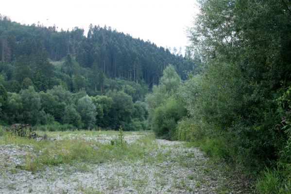 Kysucký Lieskovec, 10.7.2018
Meandry Kysuce - štěrkový náplav.
Mots-clés: Kysucký Lieskovec řeka Kysuca meandry Adrastus circassicus