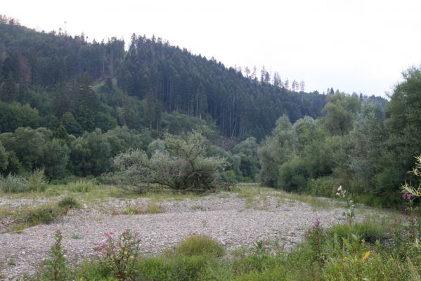 Kysucký Lieskovec, 10.7.2018
Meandry Kysuce - štěrkový náplav.
Klíčová slova: Kysucký Lieskovec řeka Kysuca meandry Adrastus circassicus