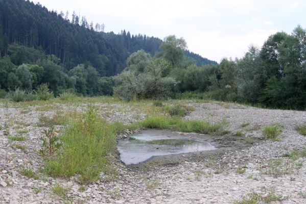 Kysucký Lieskovec, 10.7.2018
Meandry Kysuce - štěrkový náplav.
Klíčová slova: Kysucký Lieskovec řeka Kysuca meandry Adrastus circassicus Trixagus atticus