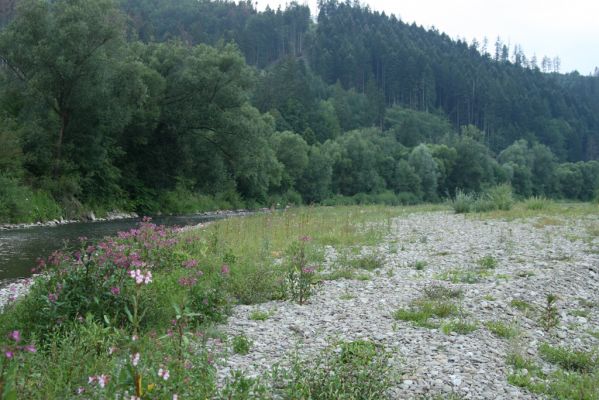 Kysucký Lieskovec, 10.7.2018
Meandry Kysuce - štěrkový náplav.
Klíčová slova: Kysucký Lieskovec řeka Kysuca meandry Adrastus circassicus