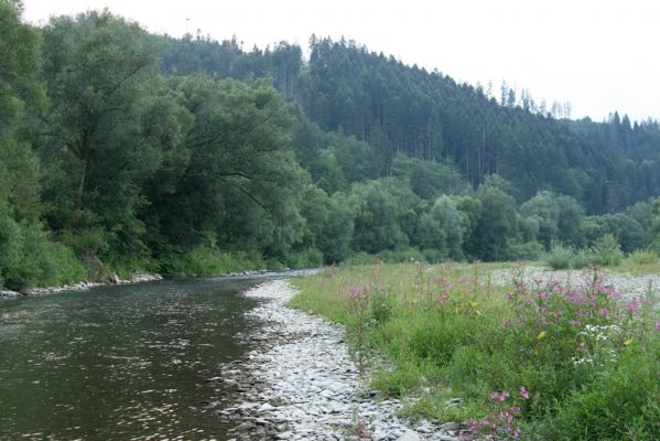 Kysucký Lieskovec, 10.7.2018
Meandry Kysuce - štěrkový náplav.
Klíčová slova: Kysucký Lieskovec řeka Kysuca meandry