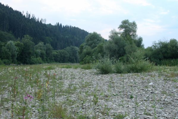 Kysucký Lieskovec, 10.7.2018
Meandry Kysuce - štěrkový náplav.
Klíčová slova: Kysucký Lieskovec řeka Kysuca meandry Adrastus circassicus