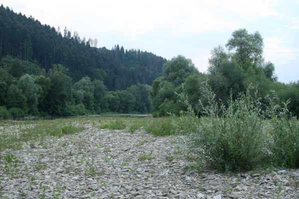 Kysucký Lieskovec, 10.7.2018
Meandry Kysuce - štěrkový náplav.
Klíčová slova: Kysucký Lieskovec řeka Kysuca meandry Adrastus circassicus