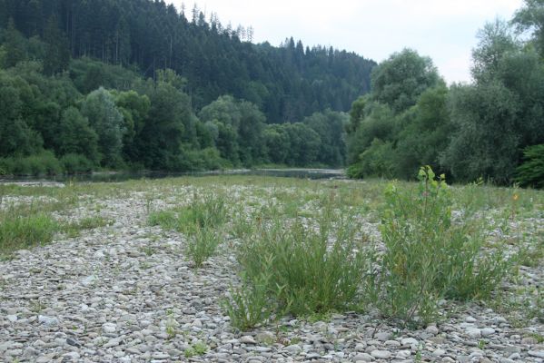 Kysucký Lieskovec, 10.7.2018
Meandry Kysuce - štěrkový náplav.
Klíčová slova: Kysucký Lieskovec řeka Kysuca meandry Adrastus circassicus