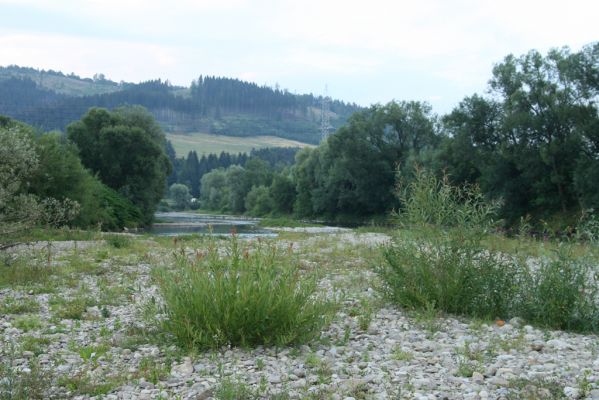 Kysucký Lieskovec, 10.7.2018
Meandry Kysuce - štěrkový náplav.
Schlüsselwörter: Kysucký Lieskovec řeka Kysuca meandry Adrastus circassicus