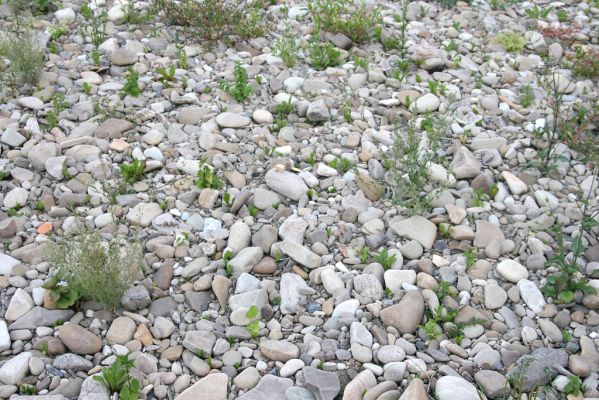 Kysucký Lieskovec, 10.7.2018
Meandry Kysuce - štěrkový náplav.
Klíčová slova: Kysucký Lieskovec řeka Kysuca meandry Adrastus circassicus