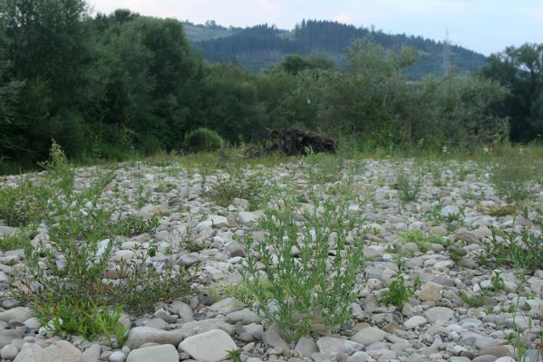 Kysucký Lieskovec, 10.7.2018
Meandry Kysuce - štěrkový náplav.
Klíčová slova: Kysucký Lieskovec řeka Kysuca meandry Adrastus circassicus