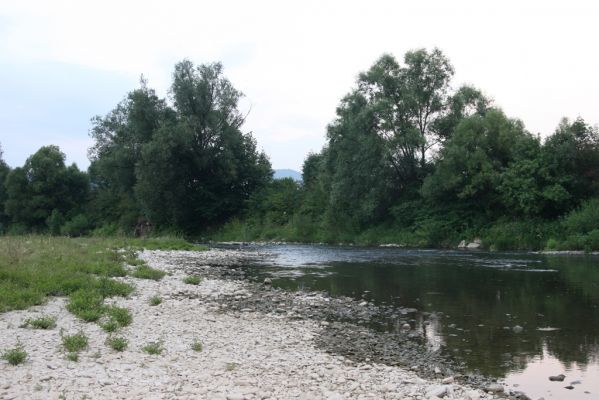 Kysucký Lieskovec, 10.7.2018
Meandry Kysuce - štěrkový náplav.
Klíčová slova: Kysucký Lieskovec řeka Kysuca meandry