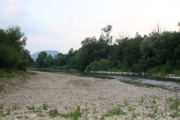 Kysucký Lieskovec, 10.7.2018
Meandry Kysuce - bagrovaný štěrkový náplav.
Klíčová slova: Kysucký Lieskovec řeka Kysuca meandry