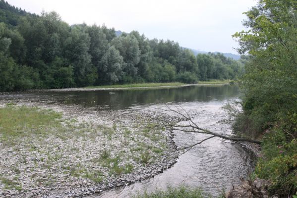 Kysucký Lieskovec, 10.7.2018
Meandry Kysuce - štěrkový náplav.
Klíčová slova: Kysucký Lieskovec řeka Kysuca meandry