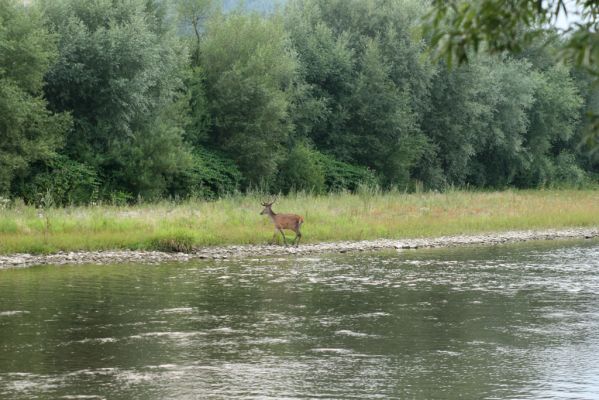 Kysucký Lieskovec, 10.7.2018
Meandry Kysuce - ranní setkání s jelenem.
Mots-clés: Kysucký Lieskovec řeka Kysuca meandry