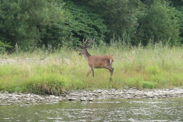 Kysucký Lieskovec, 10.7.2018
Meandry Kysuce - ranní setkání s jelenem.
Schlüsselwörter: Kysucký Lieskovec řeka Kysuca meandry