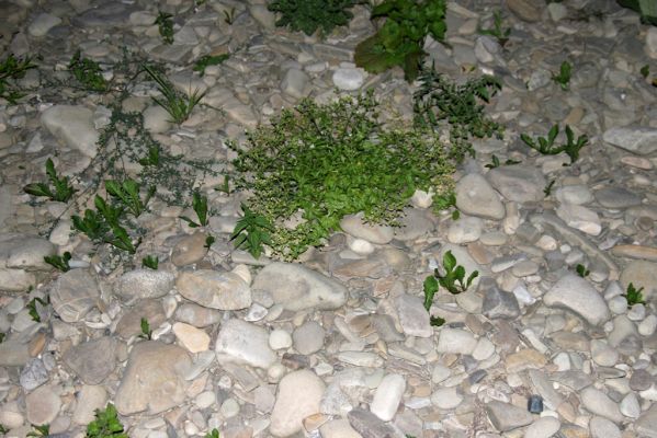 Kysucký Lieskovec, 9.7.2018
Meandry Kysuce - štěrkový náplav.
Klíčová slova: Kysucký Lieskovec řeka Kysuca meandry Adrastus circassicus