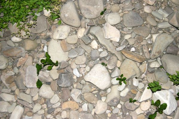 Kysucký Lieskovec, 9.7.2018
Meandry Kysuce - štěrkový náplav.
Klíčová slova: Kysucký Lieskovec řeka Kysuca meandry Adrastus circassicus