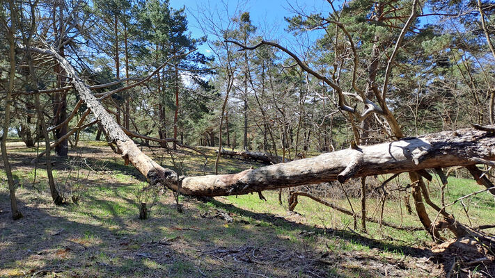 Lakšárska Nová Ves, 3.4.2024
Volné písky na okraji duny u obce.
Klíčová slova: Záhorie Lakšárska Nová Ves Ampedus sanguineus Rhysodes sulcatus Menephilus cylindricus Uloma rufa