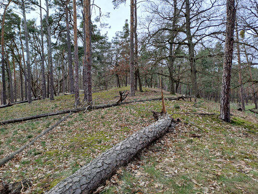 Lakšárska Nová Ves, 3.4.2024
Vrch Vŕšky.
Klíčová slova: Záhorie Lakšárska Nová Ves vrch Vŕšky