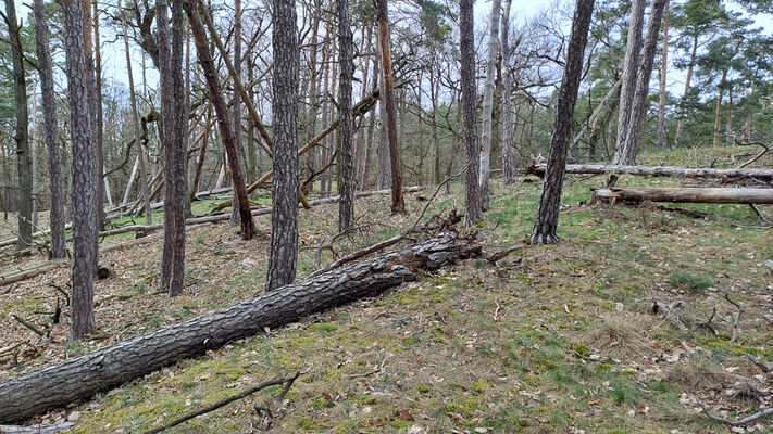 Lakšárska Nová Ves, 3.4.2024
Vrch Vŕšky.
Keywords: Záhorie Lakšárska Nová Ves vrch Vŕšky