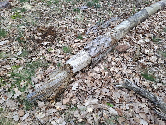 Lakšárska Nová Ves, 3.4.2024
Vrch Vŕšky. 
Keywords: Záhorie Lakšárska Nová Ves vrch Vŕšky Lacon lepidopterus Stenagostus rhombeus