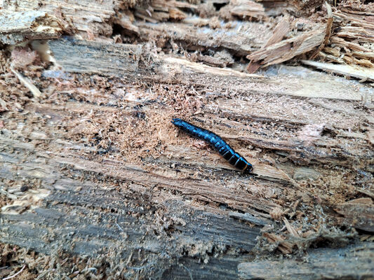 Lakšárska Nová Ves, 3.4.2024
Vrch Vŕšky. Larva kovaříka Stenagostus rhombeus.
Schlüsselwörter: Záhorie Lakšárska Nová Ves vrch Vŕšky Stenagostus rhombeus