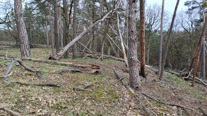 Lakšárska Nová Ves, 3.4.2024
Vrch Vŕšky. 
Schlüsselwörter: Záhorie Lakšárska Nová Ves vrch Vŕšky Lacon lepidopterus