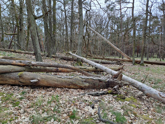 Lakšárska Nová Ves, 3.4.2024
Vrch Vŕšky. 
Klíčová slova: Záhorie Lakšárska Nová Ves vrch Vŕšky