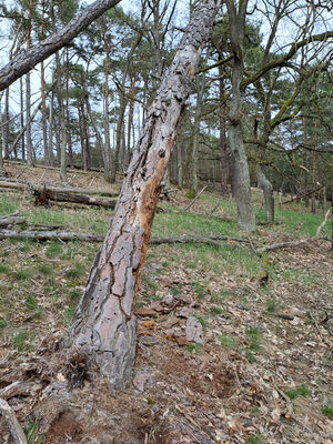 Lakšárska Nová Ves, 3.4.2024
Vrch Vŕšky. 
Mots-clés: Záhorie Lakšárska Nová Ves vrch Vŕšky Lacon lepidopterus