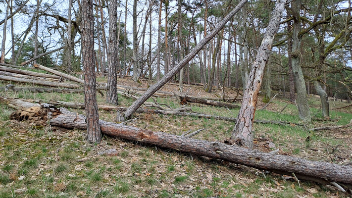 Lakšárska Nová Ves, 3.4.2024
Vrch Vŕšky. 
Schlüsselwörter: Záhorie Lakšárska Nová Ves vrch Vŕšky Lacon lepidopterus