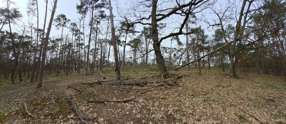 Lakšárska Nová Ves, 3.4.2024
Vrch Vŕšky. 
Schlüsselwörter: Záhorie Lakšárska Nová Ves vrch Vŕšky