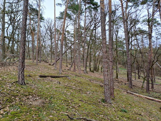 Lakšárska Nová Ves, 3.4.2024
Vrch Vŕšky. 
Schlüsselwörter: Záhorie Lakšárska Nová Ves vrch Vŕšky Lacon lepidopterus Stenagostus rhombeus