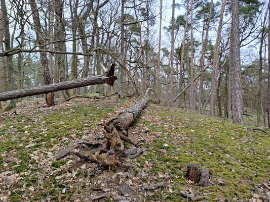 Lakšárska Nová Ves, 3.4.2024
Vrch Vŕšky. 
Klíčová slova: Záhorie Lakšárska Nová Ves vrch Vŕšky Lacon lepidopterus