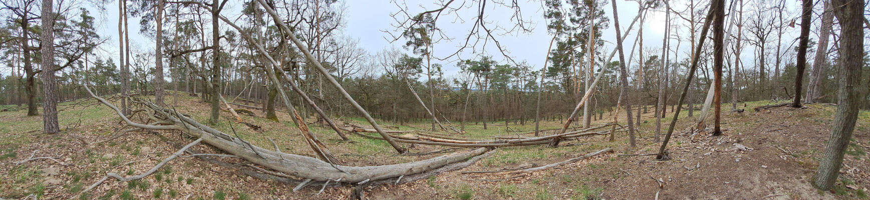 Lakšárska Nová Ves, 3.4.2024
Vrch Vŕšky. 
Klíčová slova: Záhorie Lakšárska Nová Ves vrch Vŕšky Lacon lepidopterus