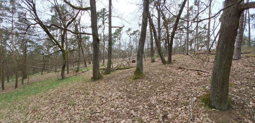 Lakšárska Nová Ves, 3.4.2024
Vrch Vŕšky. 
Schlüsselwörter: Záhorie Lakšárska Nová Ves vrch Vŕšky