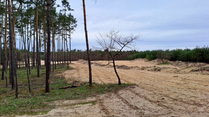 Lakšárska Nová Ves, 3.4.2024
Pod vrchem Vŕšky. 
Klíčová slova: Záhorie Lakšárska Nová Ves vrch Vŕšky