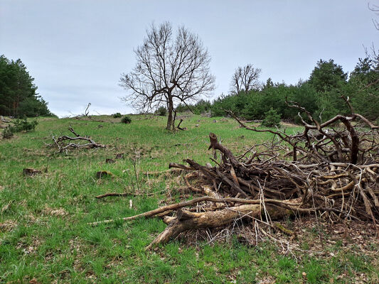 Lakšárska Nová Ves, 3.4.2024
Vrch Vŕšky - Záhumenice. 
Keywords: Záhorie Lakšárska Nová Ves vrch Vŕšky Záhumenice