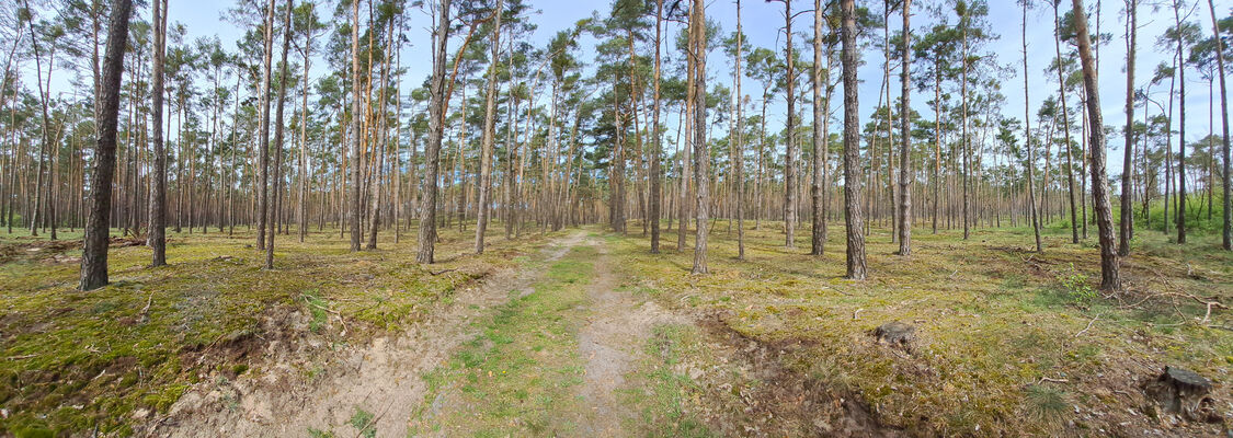 Lakšárska Nová Ves, 8.4.2028
Borová monokultura u osady Šišulákovci. 
Klíčová slova: Záhorie Lakšárska Nová Ves Šišulákovci