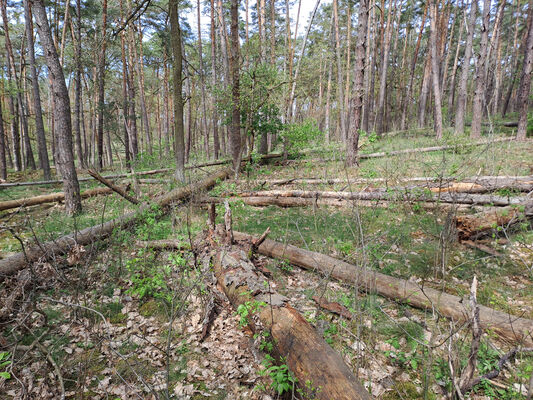 Lakšárska Nová Ves, 8.4.2024
Zalesněná duna u Červeného rybníka.
Klíčová slova: Záhorie Lakšárska Nová Ves Červený rybník Ampedus praeustus sanguineus Menephilus cylindricus Rhysodes sulcatus